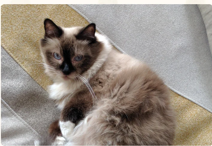 cat_profile_almond