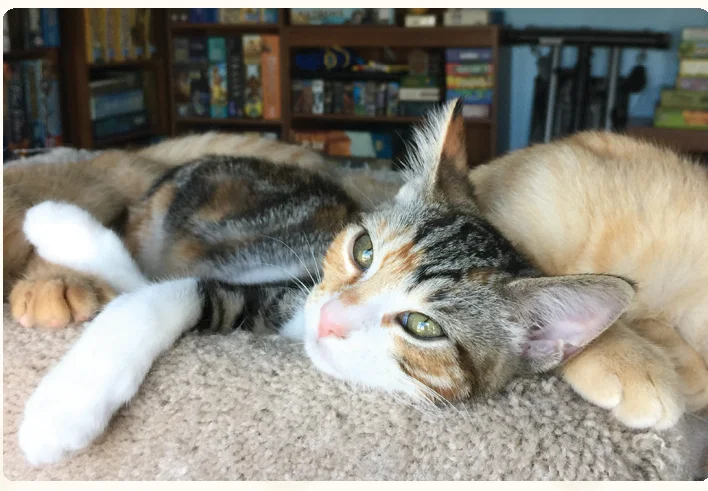 cat_profile_callie
