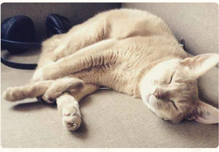 cat_profile_cira