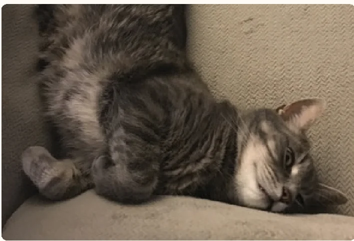 cat_profile_coconut