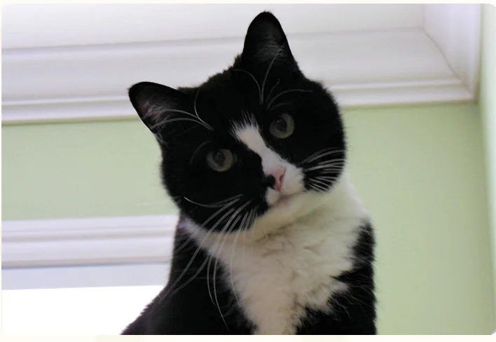 cat_profile_gwenivere