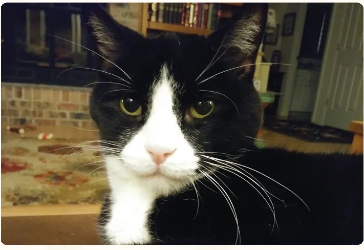 cat_profile_leo