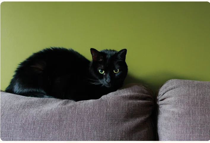 cat_profile_luna