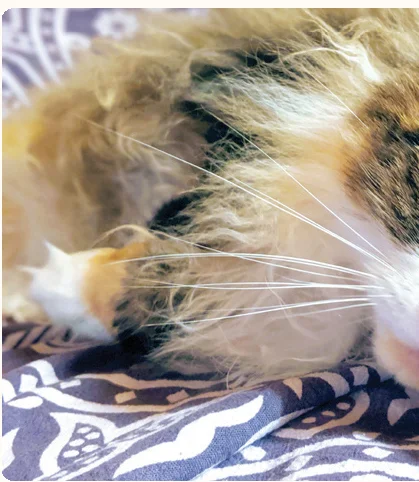 cat_profile_millie
