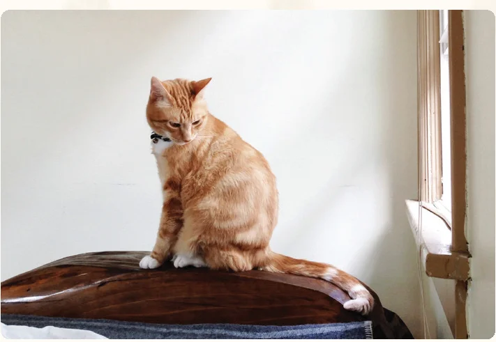 cat_profile_rumi