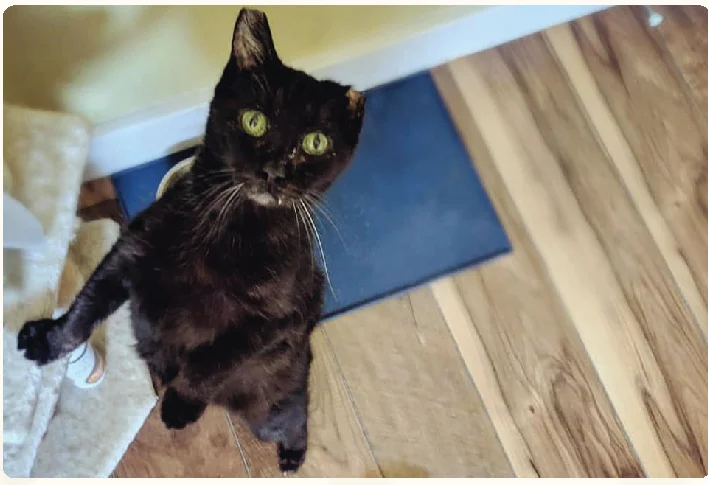 cat_profile_shop_cat