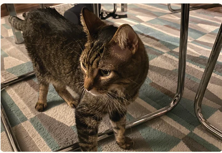 cat_profile_tecolote