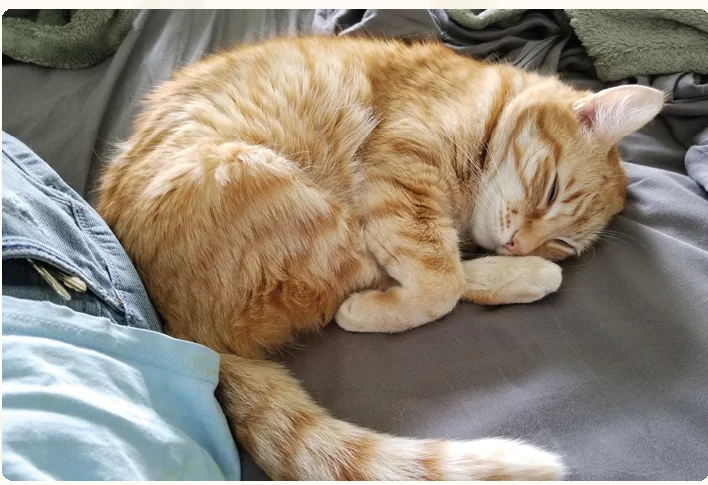 cat_profile_tibbit