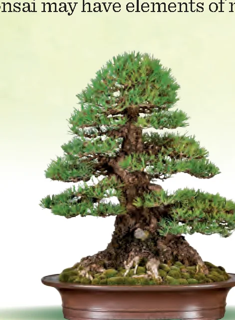 Chokkan bonsai style