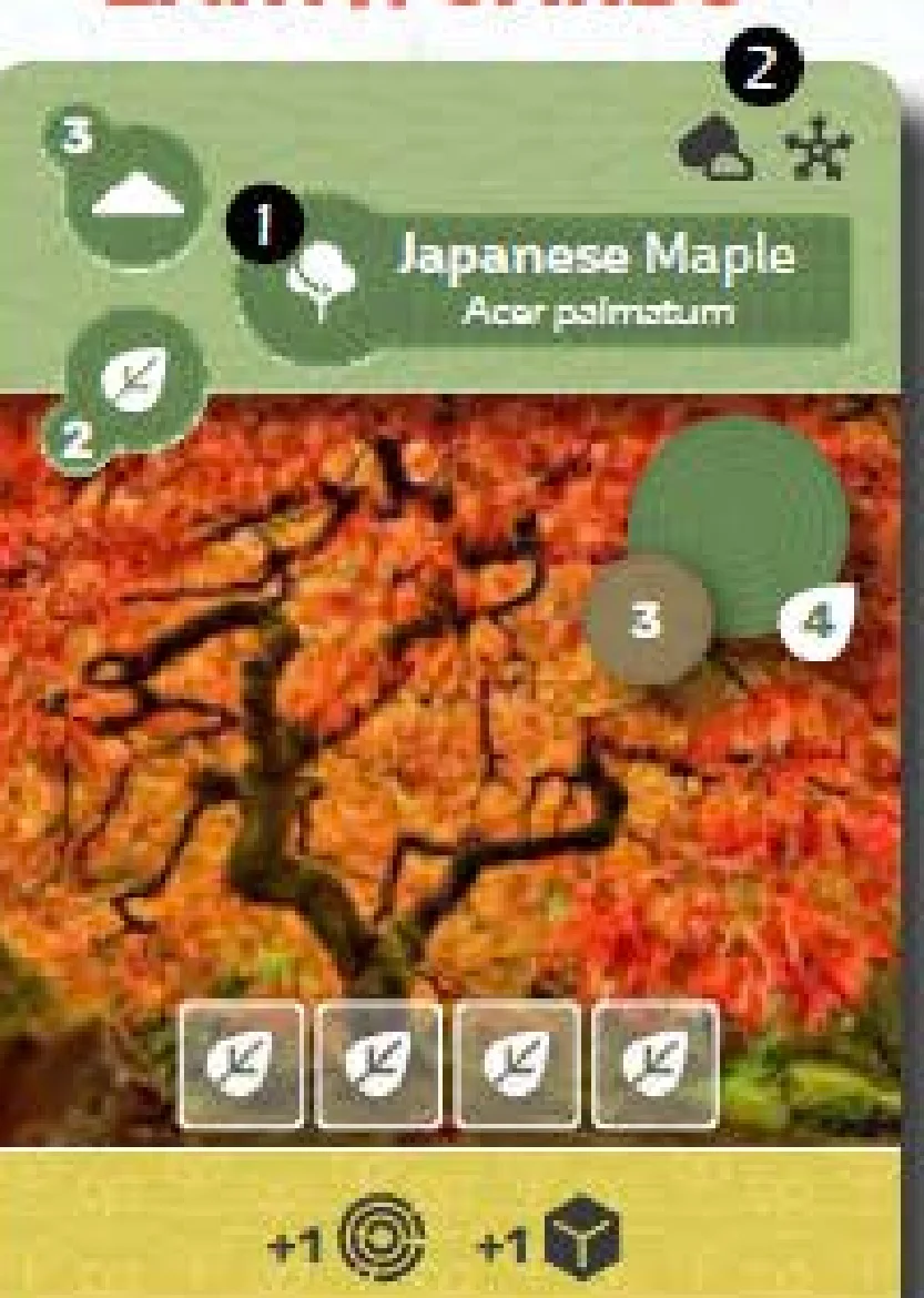 Earth Cards - Flora (Japanese Maple)