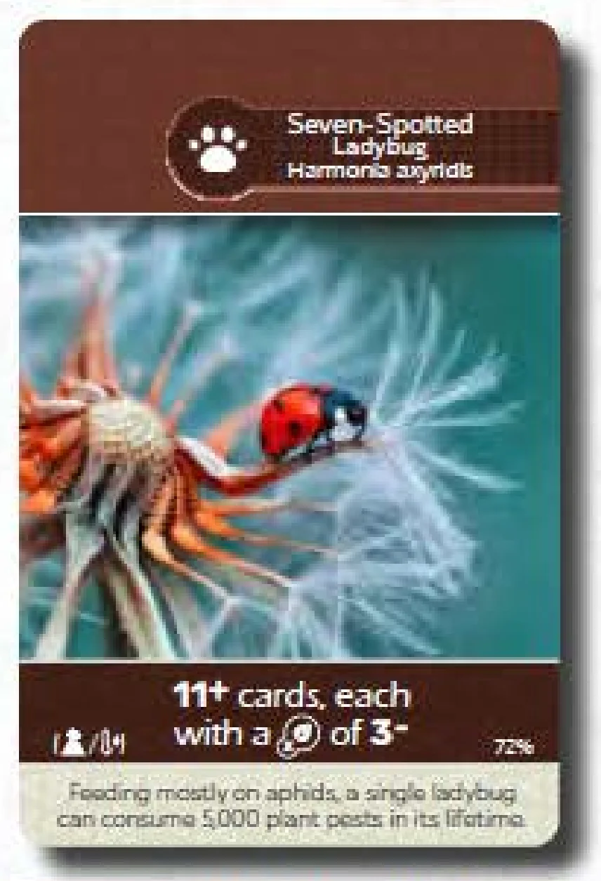 Fauna Card Example - Ladybug