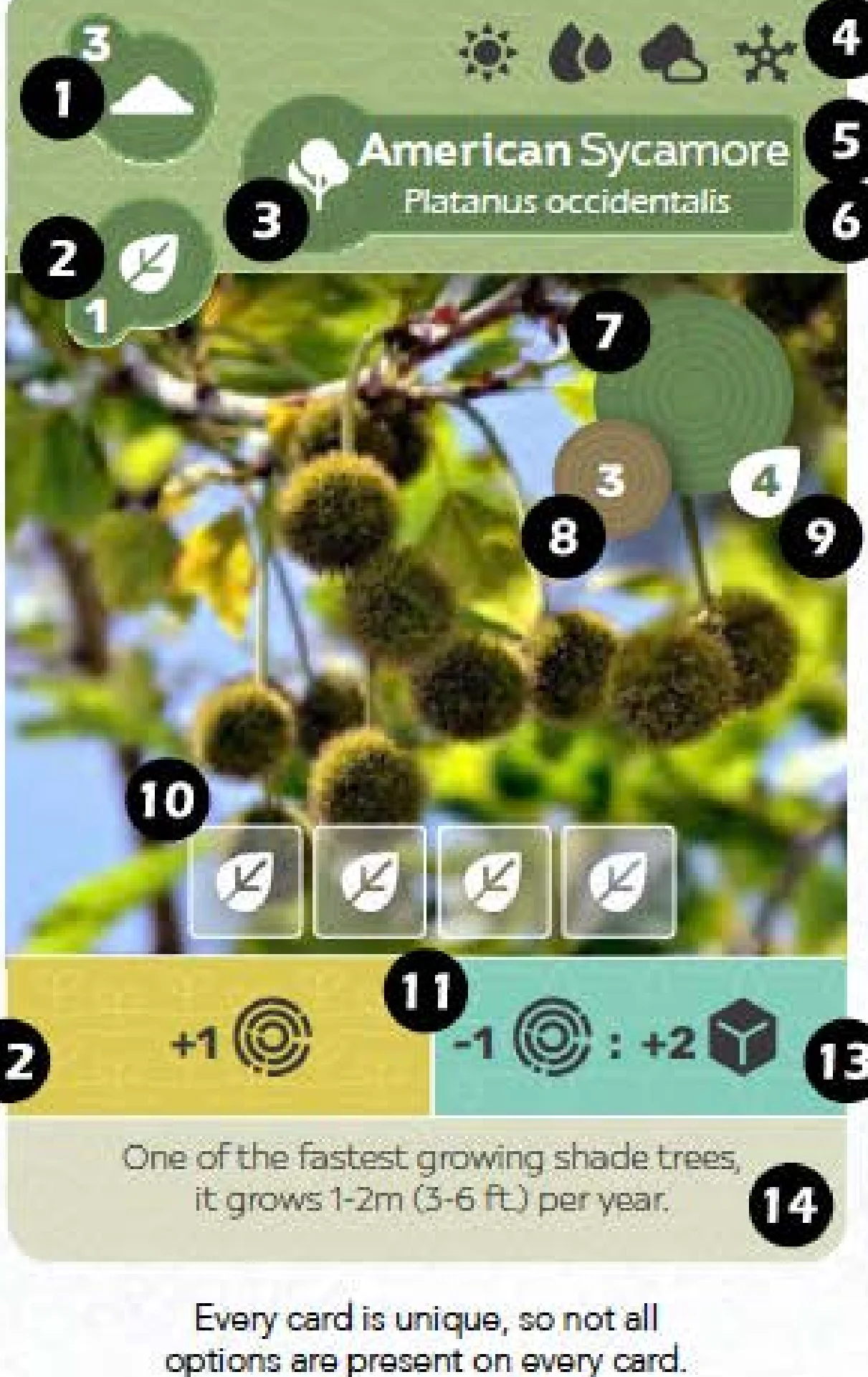 Flora Card Anatomy