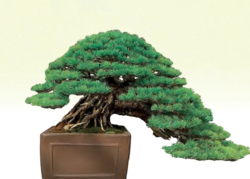 Han-Kengai bonsai style