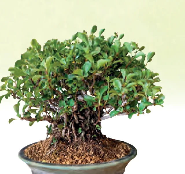 Hokidachi bonsai style