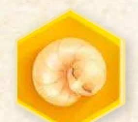 New bee