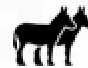 Two donkeys