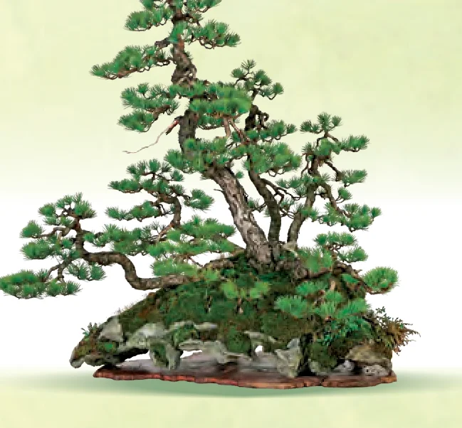 Kabudachi bonsai style