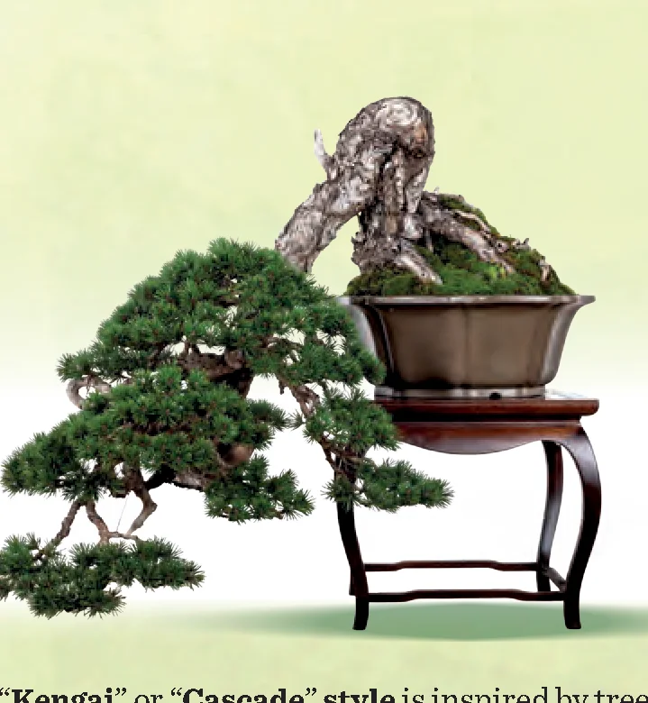 Kengai bonsai style