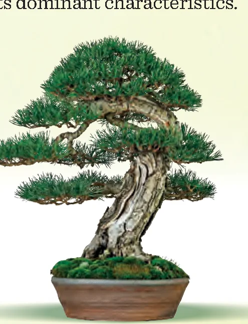 Moyoji bonsai style