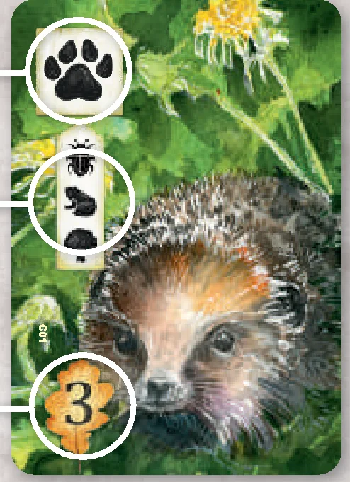 observation_card_anatomy