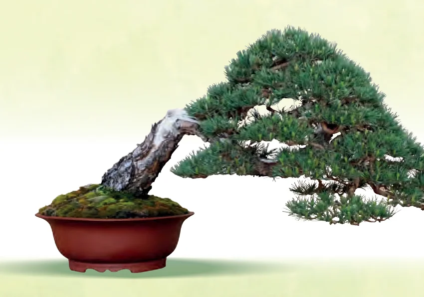 Shakan bonsai style