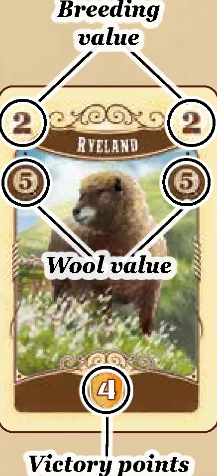 sheep card anatomy