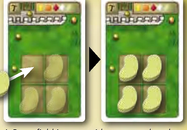 Sowing a Bean field example