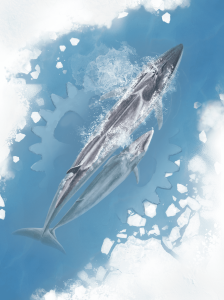 Arctica board game cover